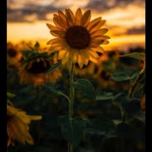 Meet your Posher, Lesley